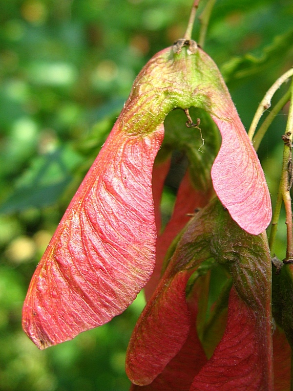 Image of Acer tataricum specimen.