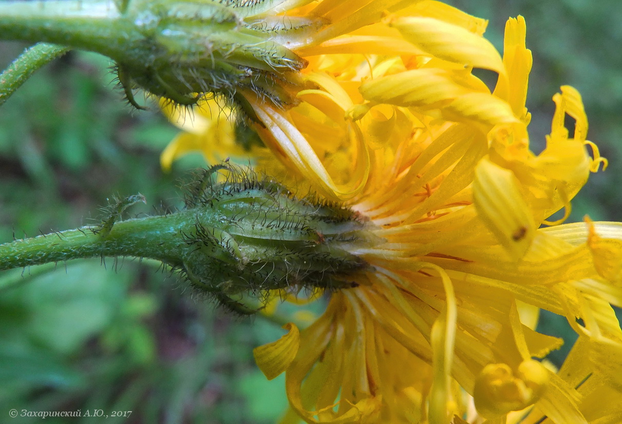 Изображение особи Crepis sibirica.