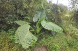 Alocasia macrorrhizos. Цветущее растение. Южный Китай, провинция Гуанси, дно ущелья Tonglin Gorge, обочина дороги. 4 марта 2016 г.