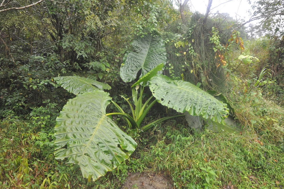 Image of Alocasia macrorrhizos specimen.