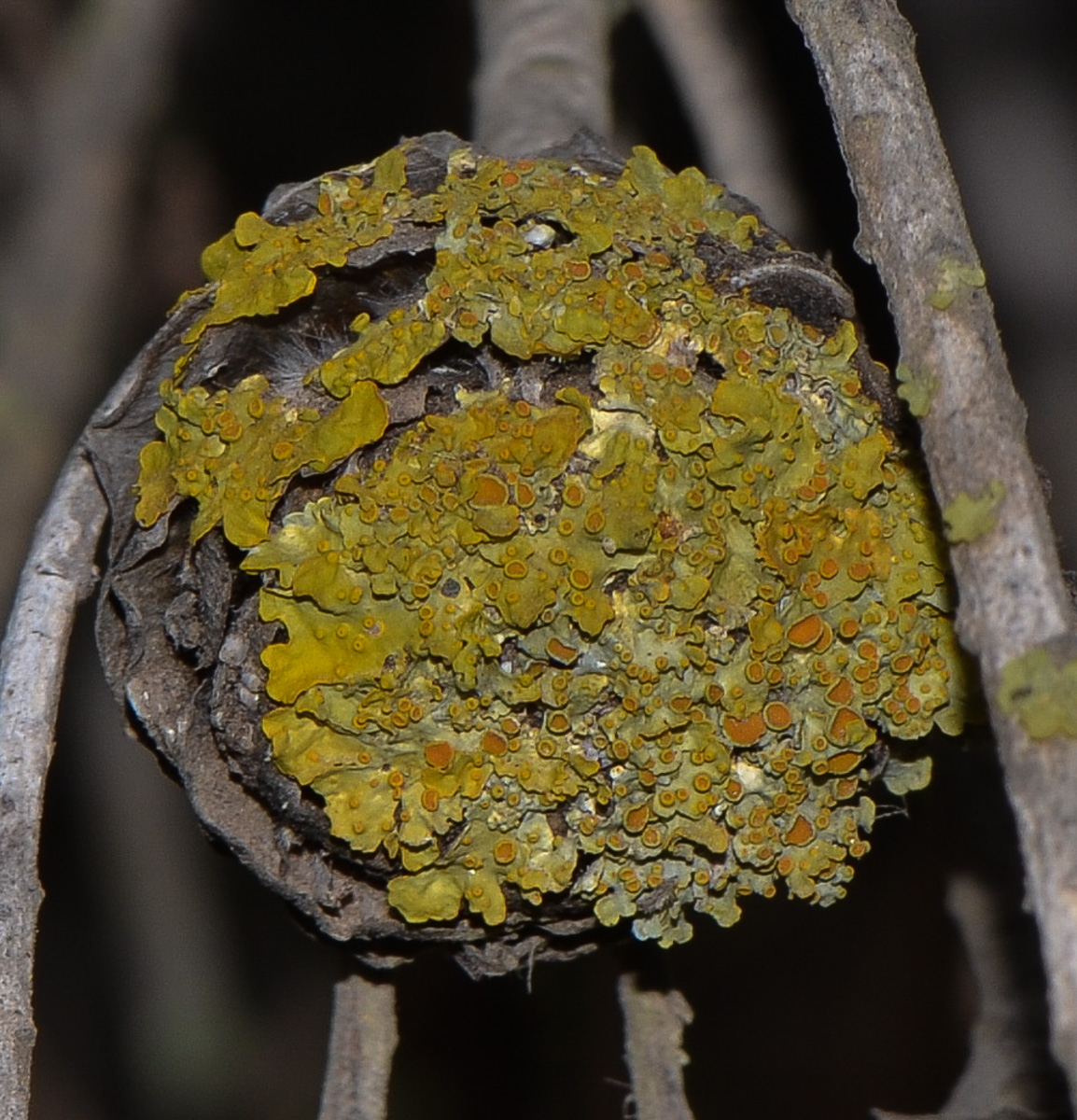 Изображение особи Xanthoria polycarpa.