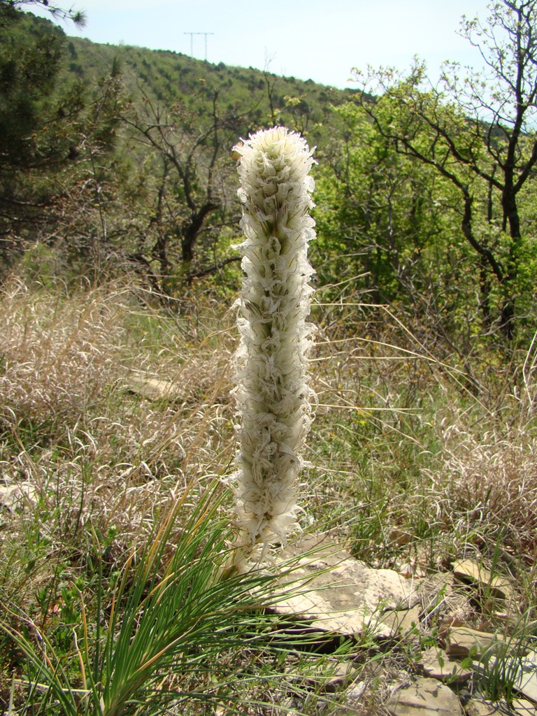 Image of Asphodeline taurica specimen.