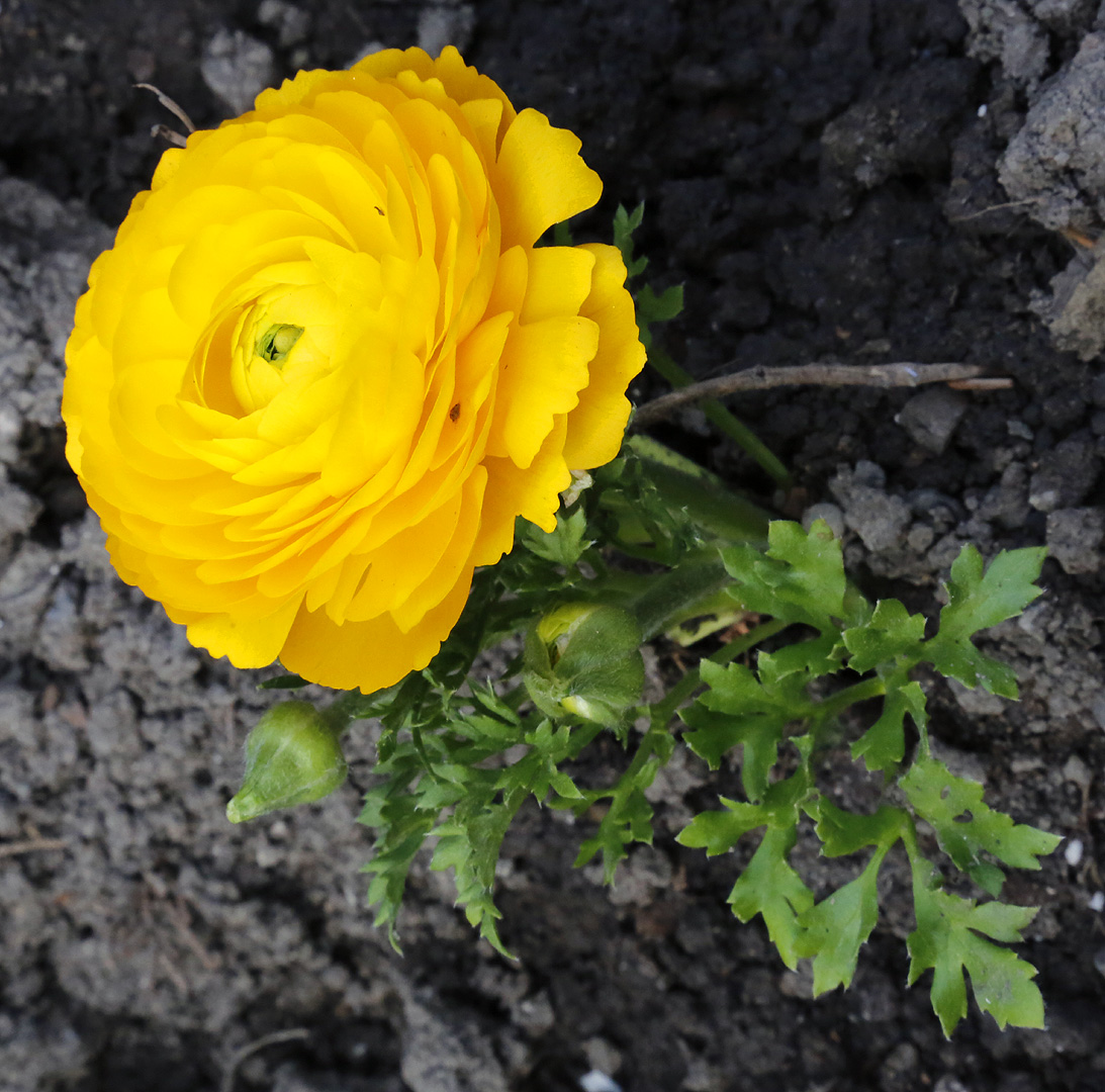 Image of Ranunculus asiaticus specimen.