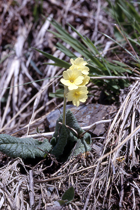 Image of Primula ruprechtii specimen.