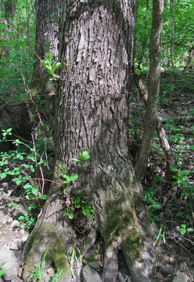 Изображение особи Alnus barbata.