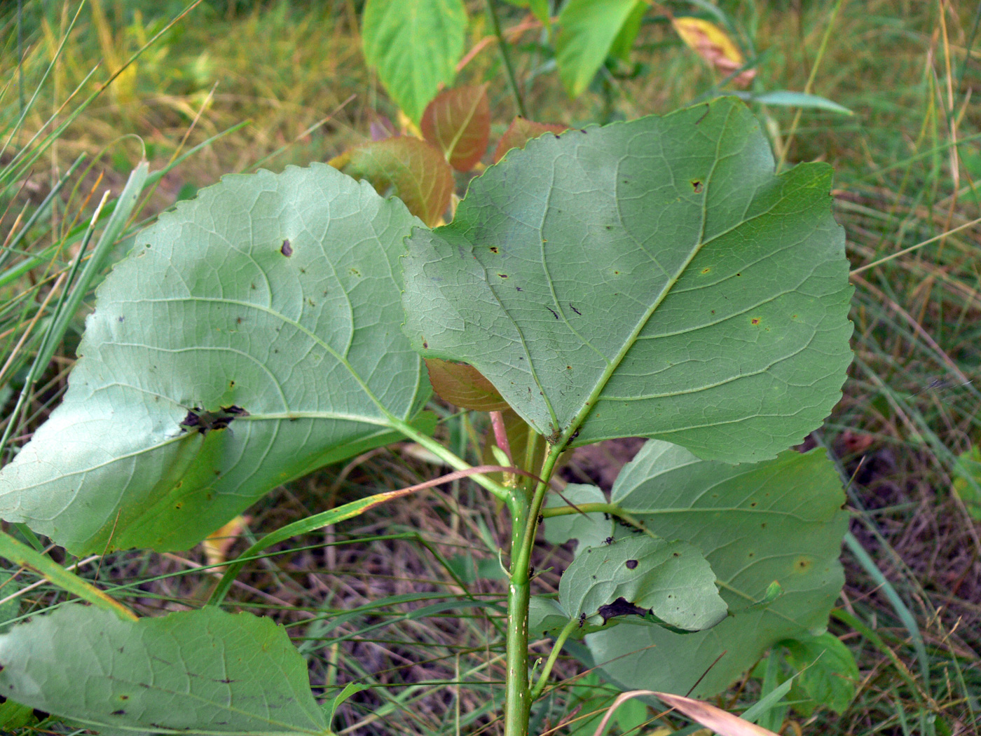 Image of Populus tremula specimen.