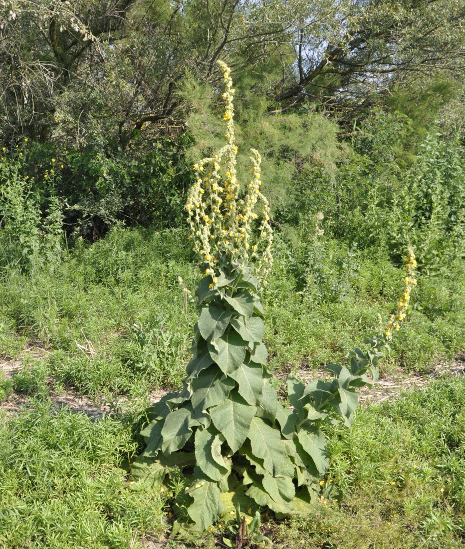 Изображение особи род Verbascum.