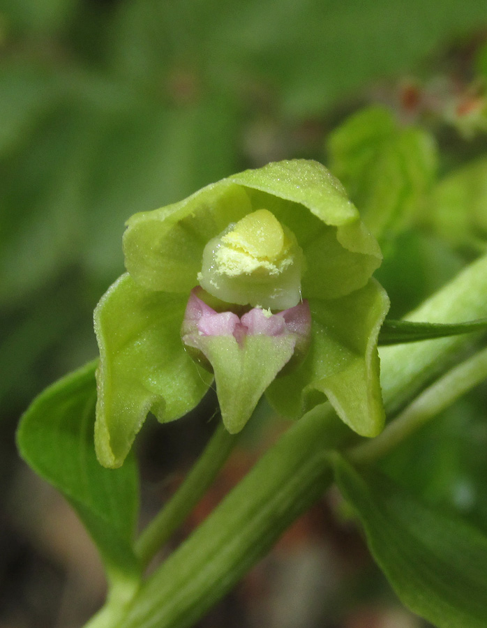 Изображение особи Epipactis euxina.