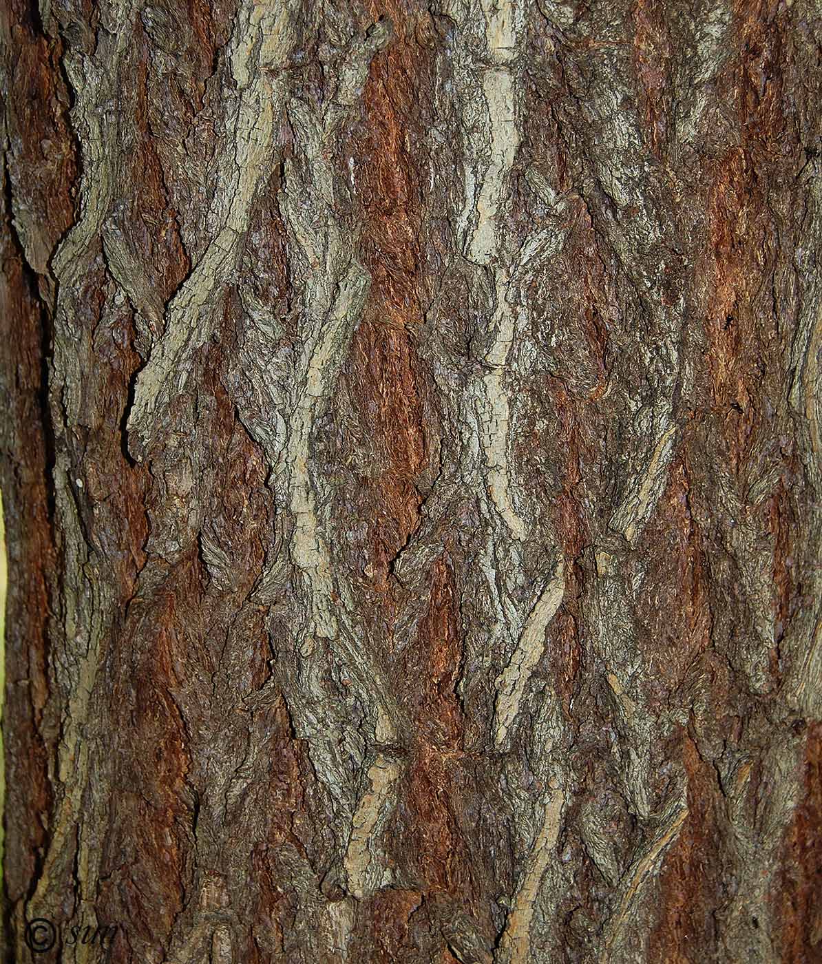 Image of Salix babylonica specimen.