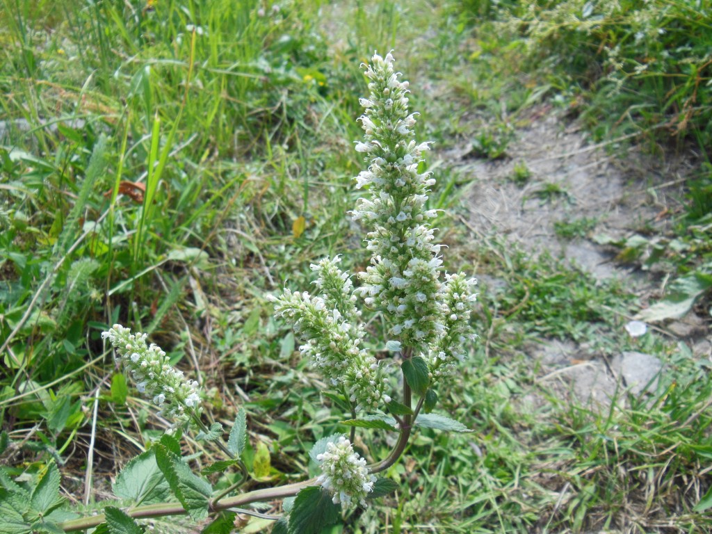 Image of Nepeta cataria specimen.