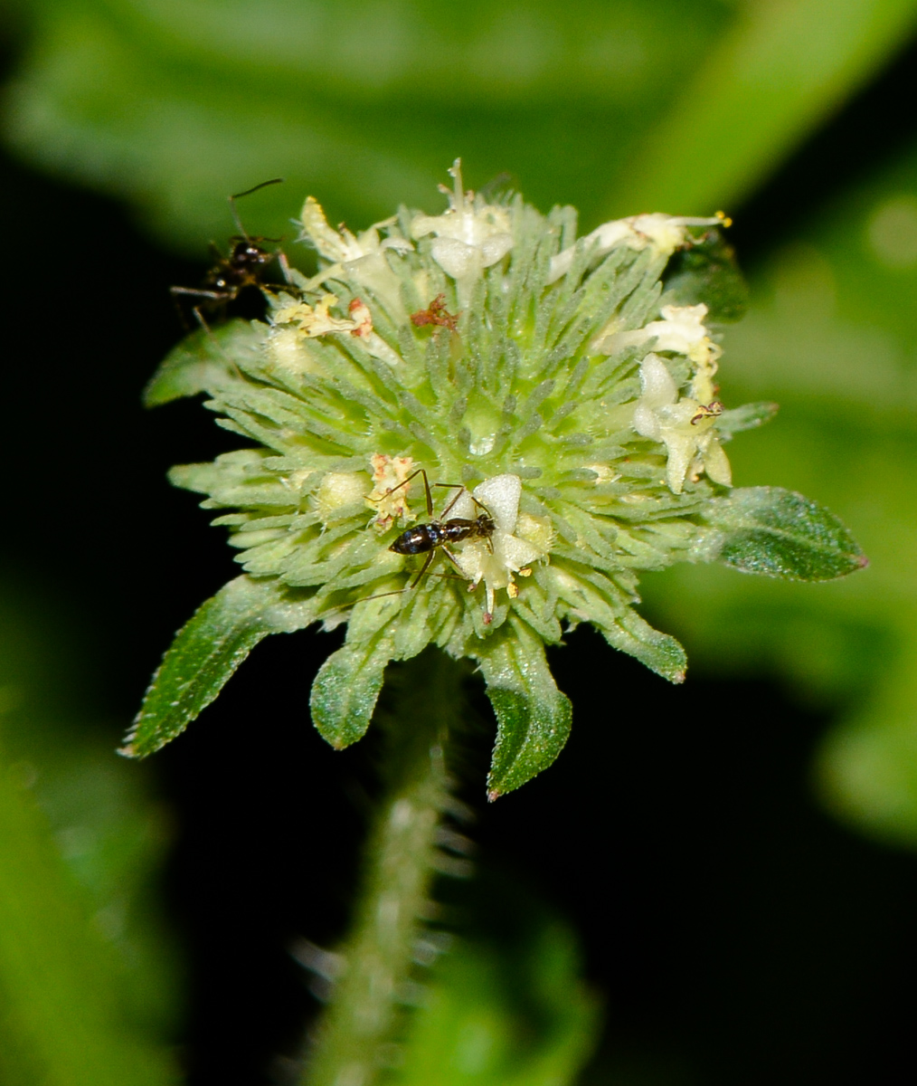 Image of Hyptis capitata specimen.