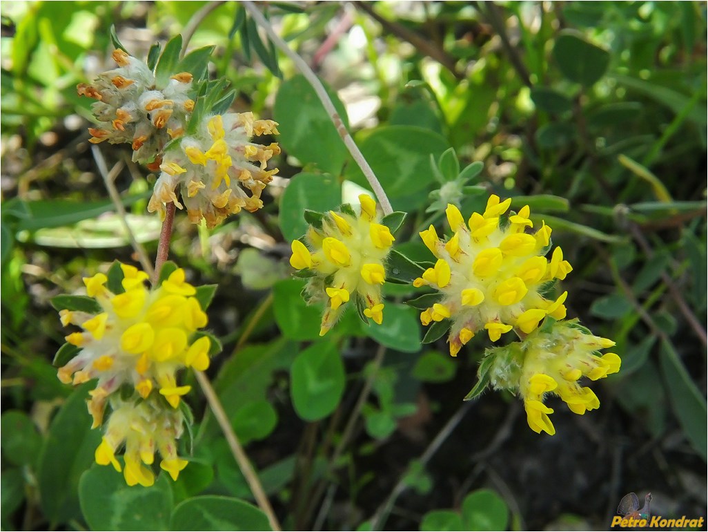 Изображение особи Anthyllis carpatica.