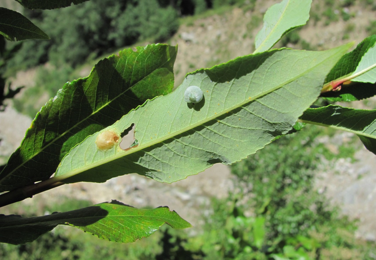 Image of Salix kazbekensis specimen.