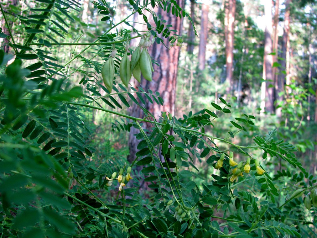 Изображение особи Astragalus propinquus.