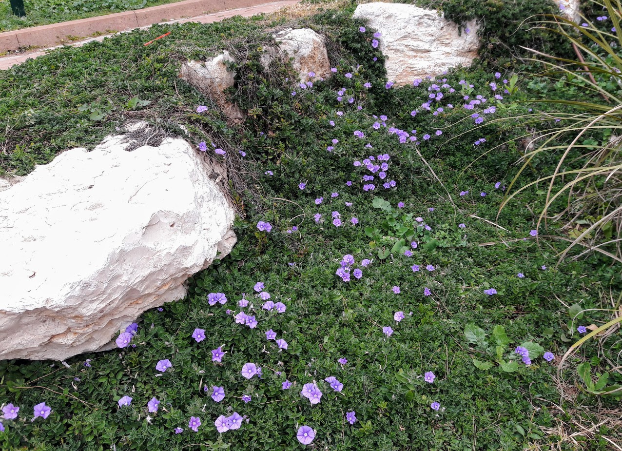 Изображение особи Convolvulus sabatius ssp. mauritanicus.