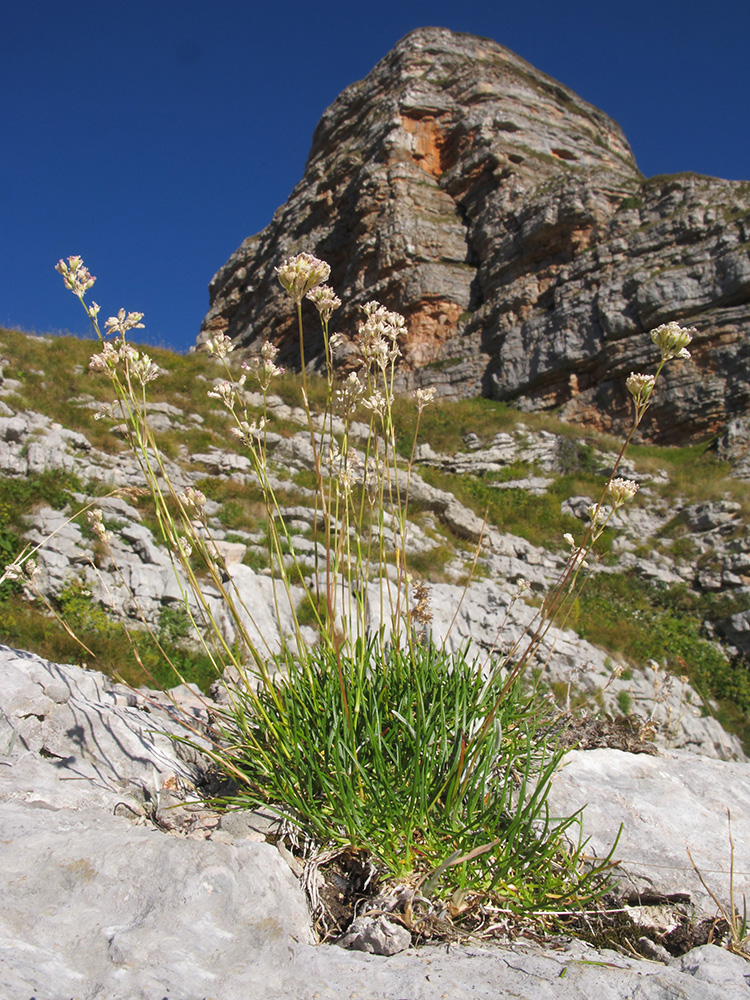 Image of Gypsophila tenuifolia specimen.