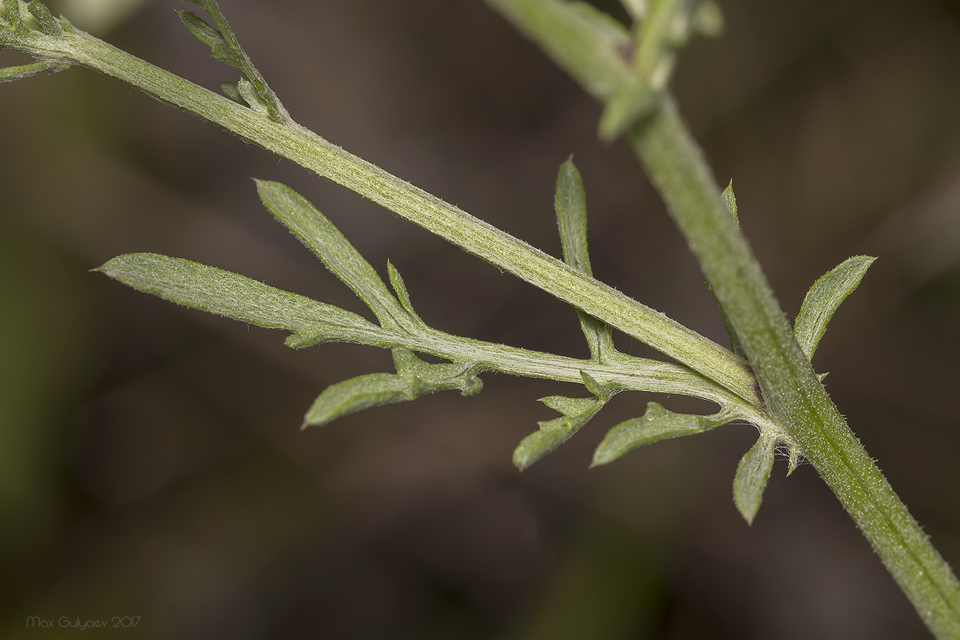 Image of genus Centaurea specimen.