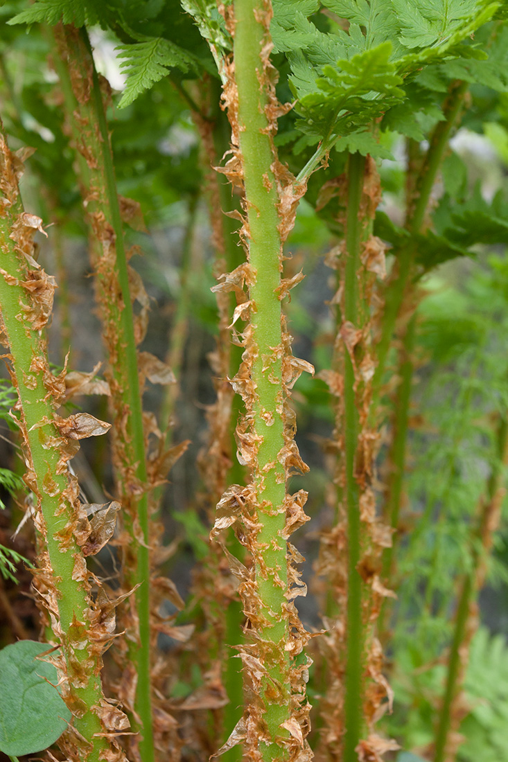 Image of Dryopteris assimilis specimen.