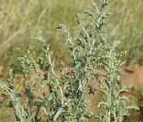 Artemisia sieversiana