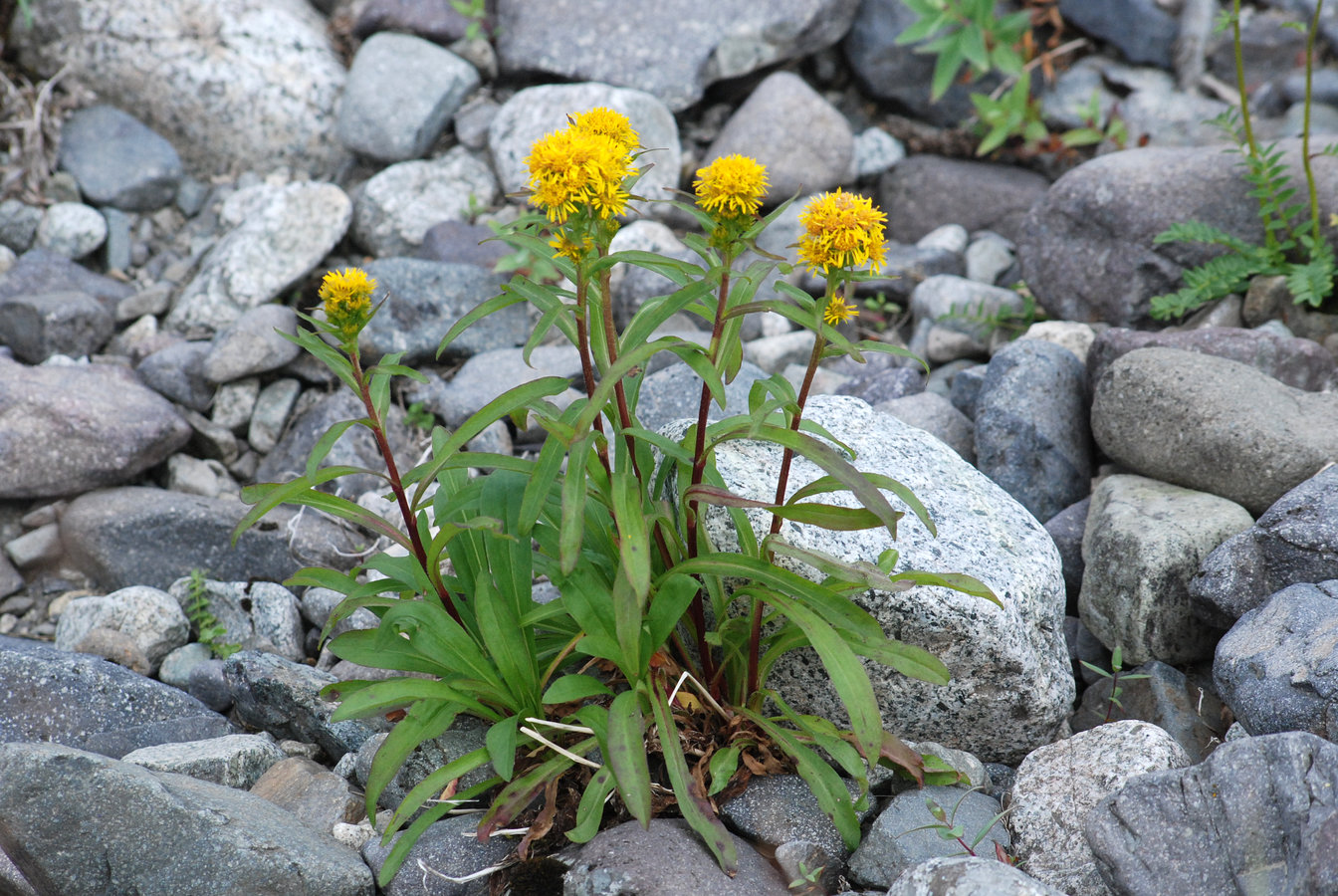 Изображение особи Solidago compacta.