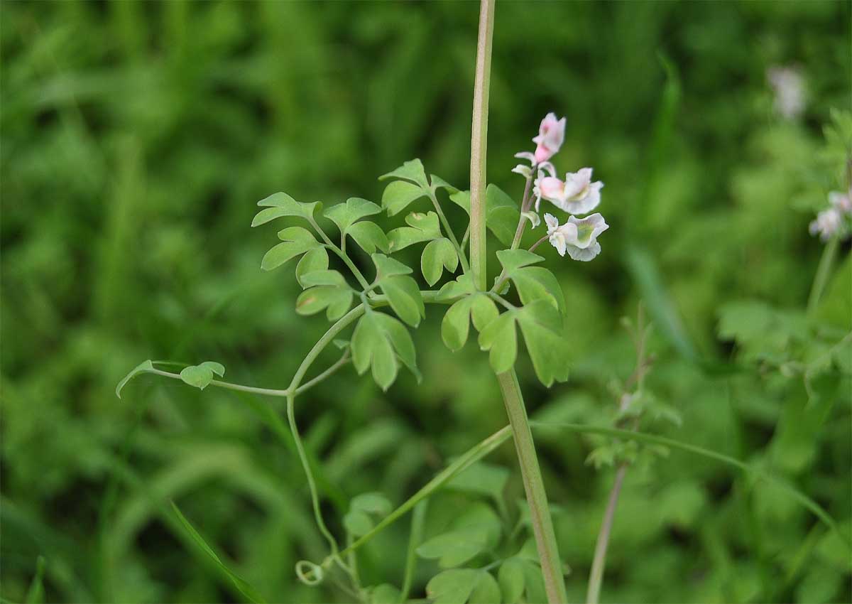 Изображение особи Cysticapnos vesicaria.