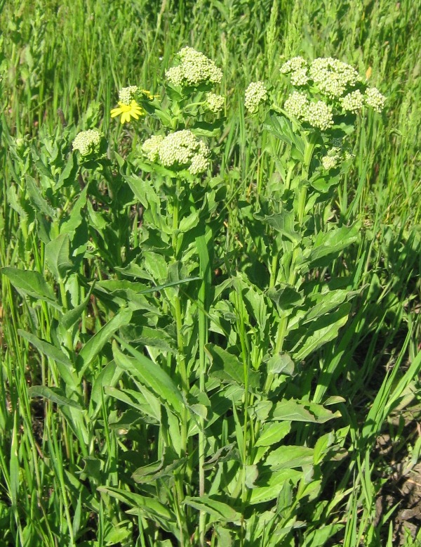 Изображение особи Cardaria draba.