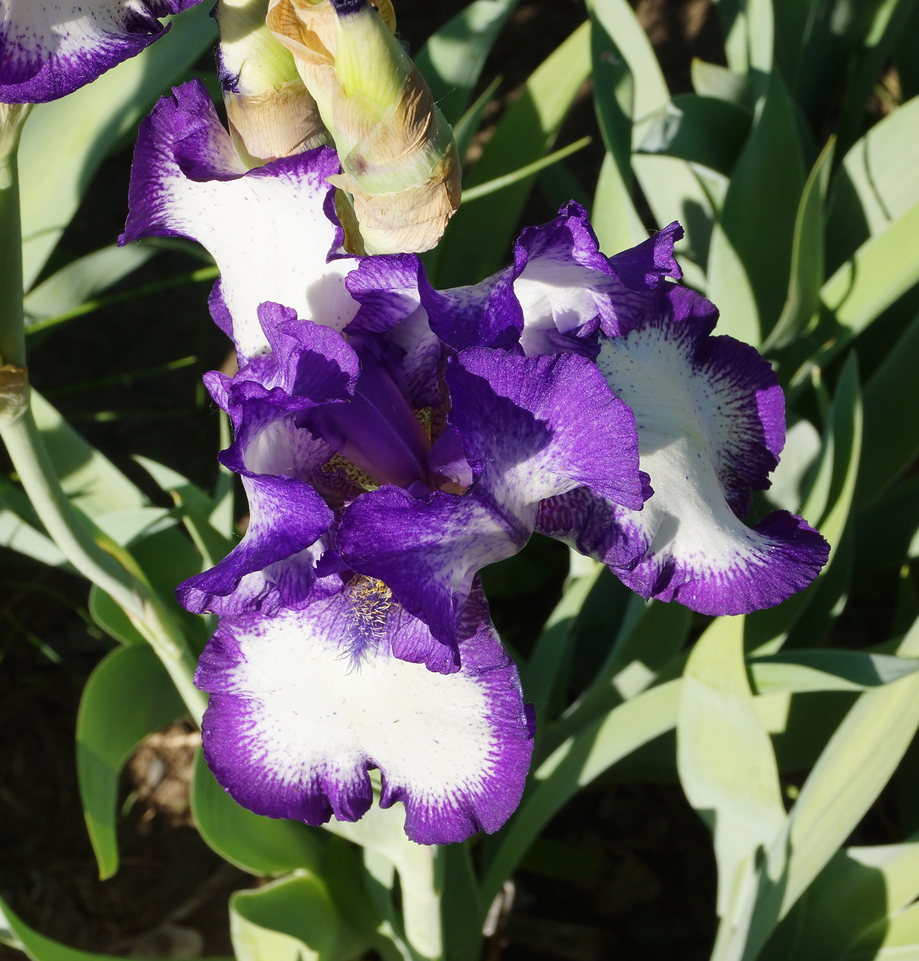 Изображение особи Iris &times; hybrida.