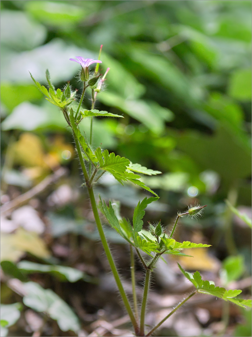 Image of Geranium robertianum specimen.