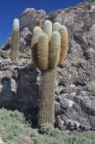 Trichocereus atacamensis