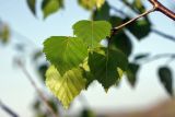 Betula pendula