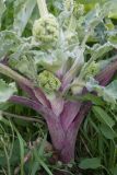 Heracleum grandiflorum