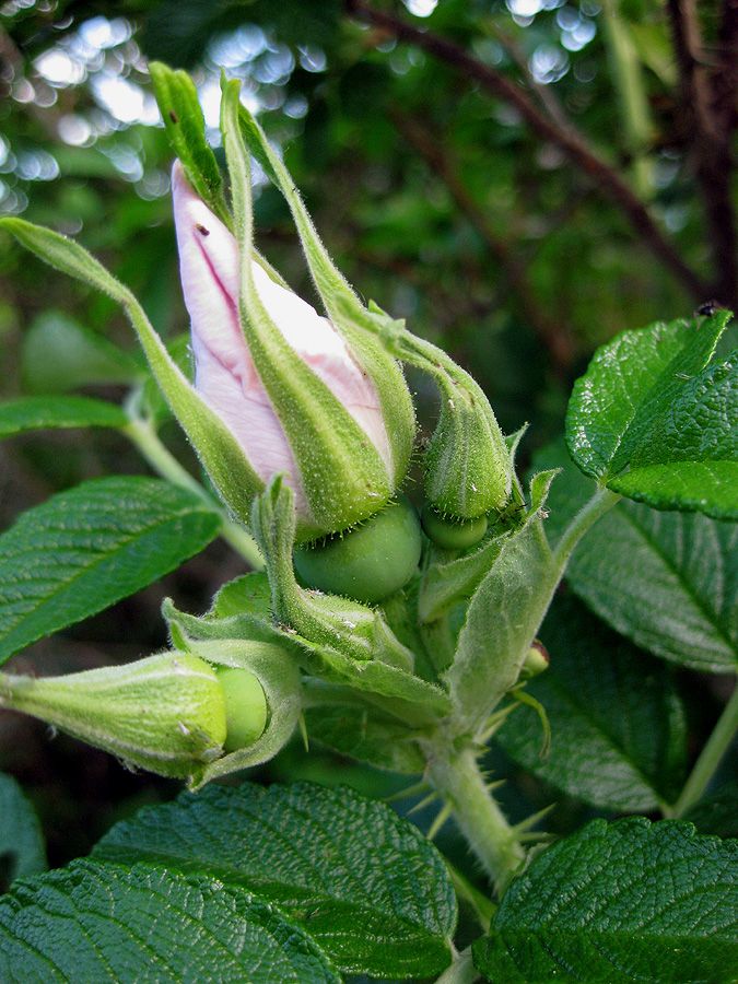 Image of Rosa rugosa specimen.