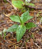 Goodyera repens