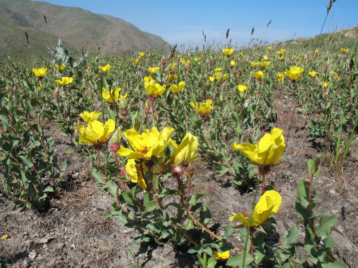 Image of Rosa persica specimen.