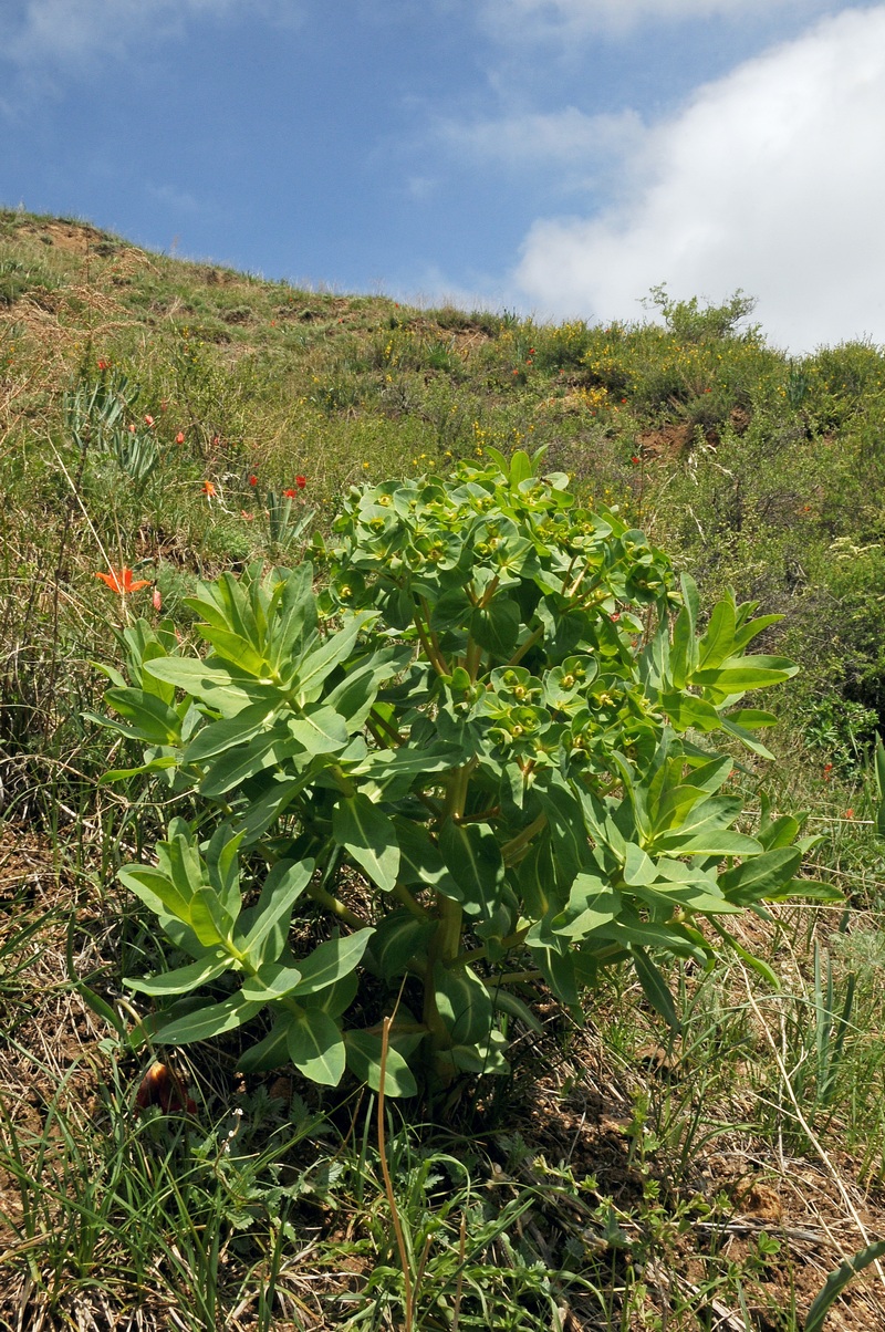 Image of Euphorbia yaroslavii specimen.