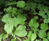 Tilia cordata