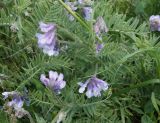 Vicia villosa