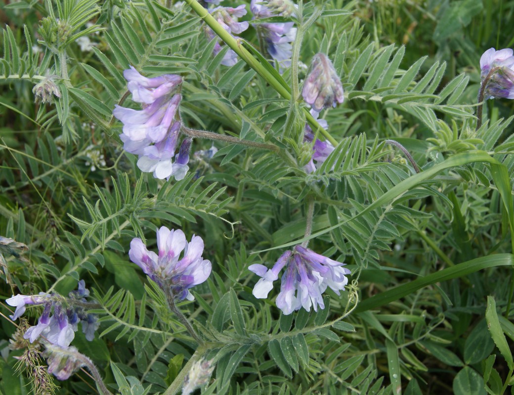 Image of Vicia villosa specimen.