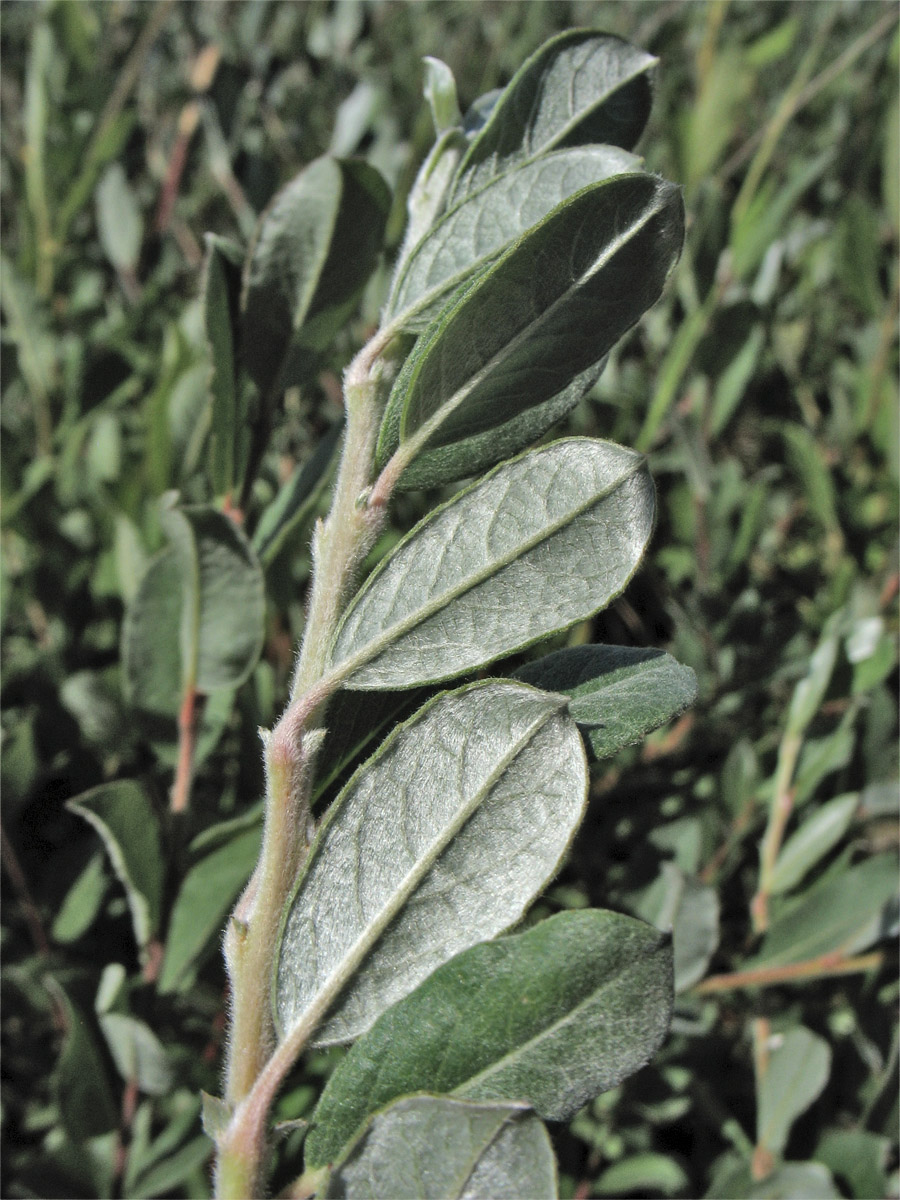 Image of Salix repens specimen.