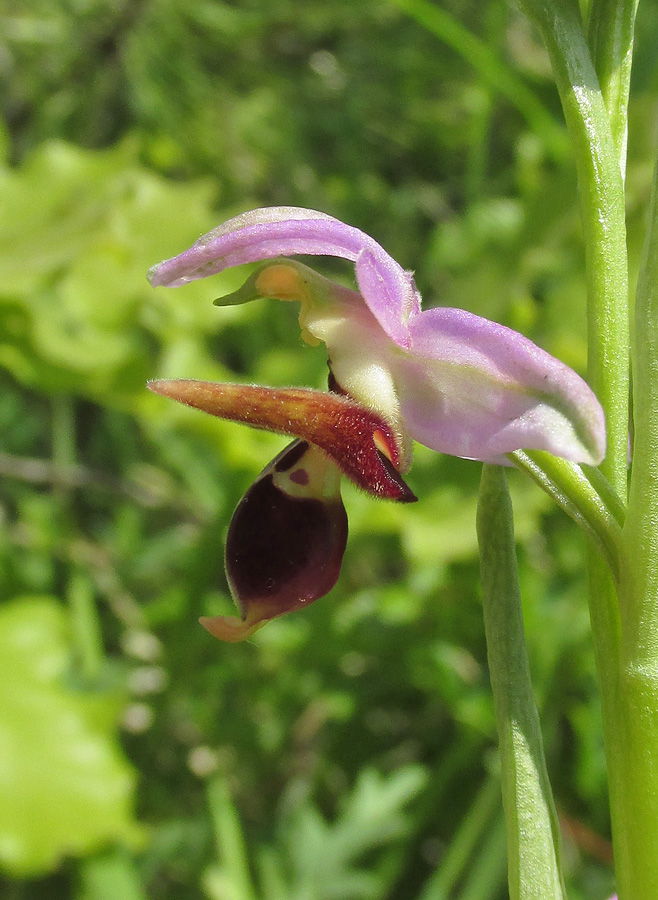 Изображение особи Ophrys oestrifera.