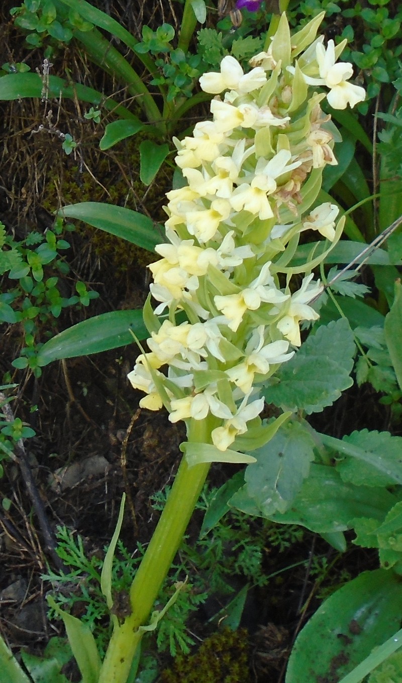 Image of Dactylorhiza romana ssp. georgica specimen.