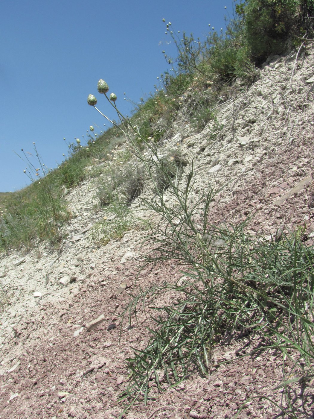 Image of Rhaponticoides razdorskyi specimen.