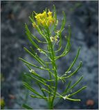 Erysimum cheiranthoides. Верхушка побега с соплодием. Чувашия, г. Шумерля, берег р. Сура выше Наватских песков. 24 июля 2010 г.