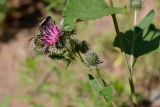 genus Arctium. Верхушка цветущего побега с кормящимся самцом осы Dolichovespula sp. и бабочкой-пестрянкой. Карачаево-Черкесия, Урупский р-н, окр. пос. Рожкао, 1155 м н.у.м., берег р. Рожкао. 12.08.2017.