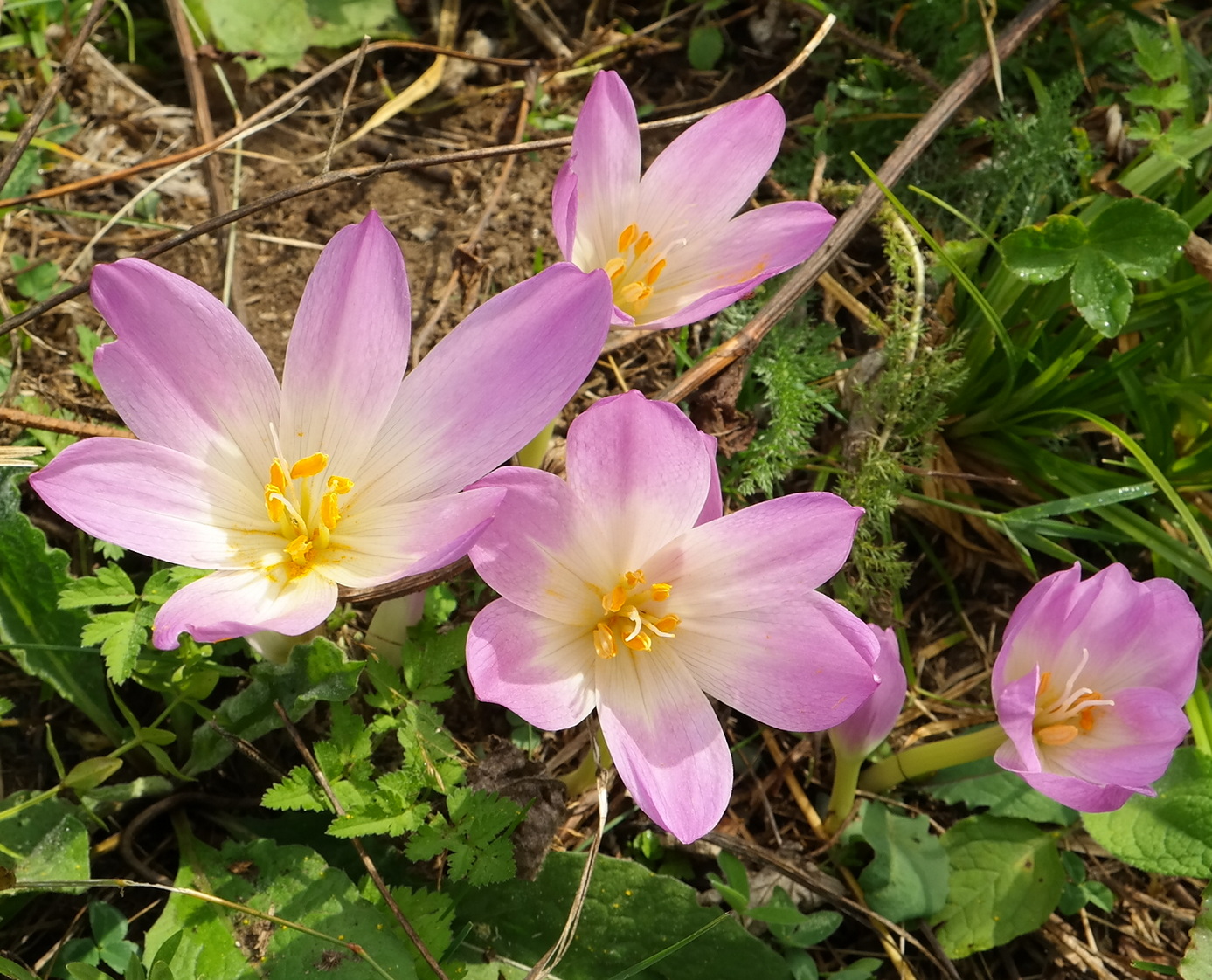 Image of Colchicum speciosum specimen.