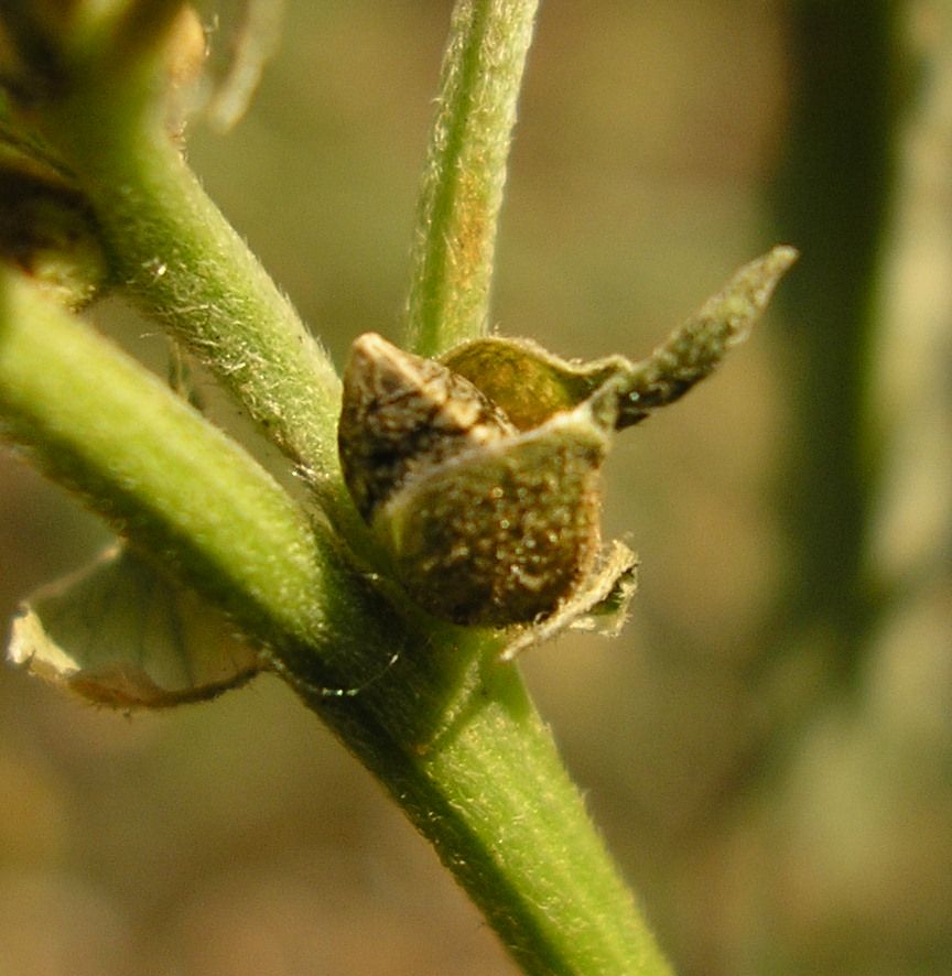 Image of Cannabis sativa var. spontanea specimen.