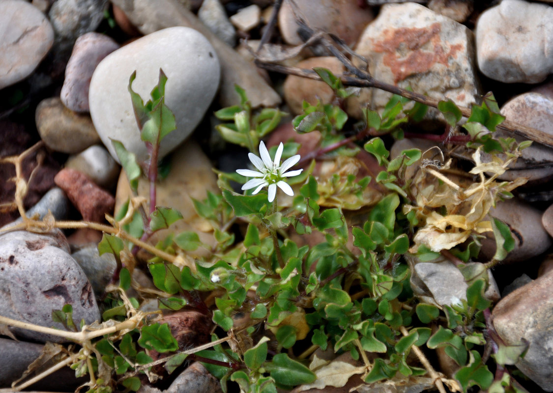 Image of Myosoton aquaticum specimen.