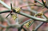 Asparagus breslerianus