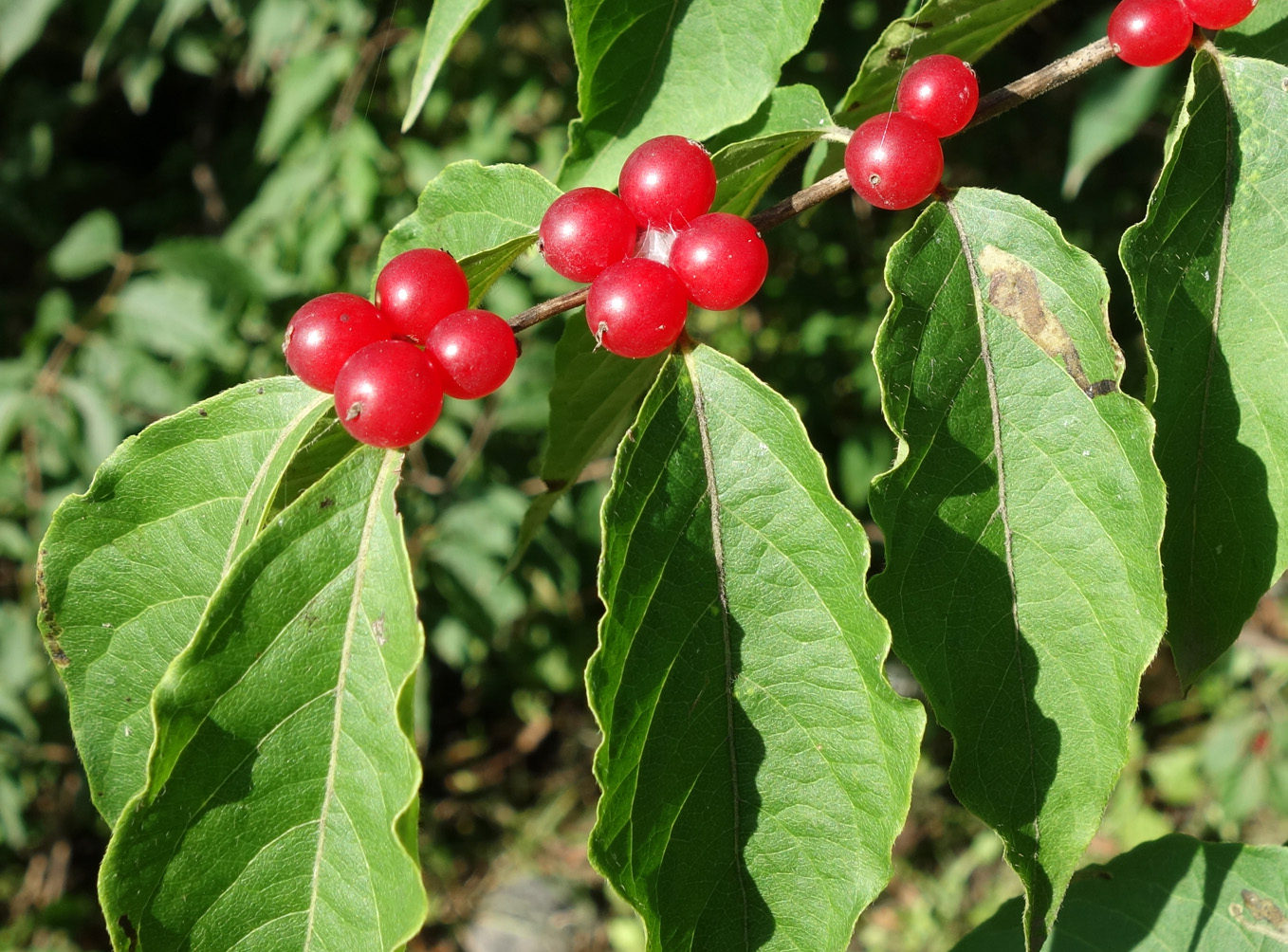 Image of Lonicera maackii specimen.