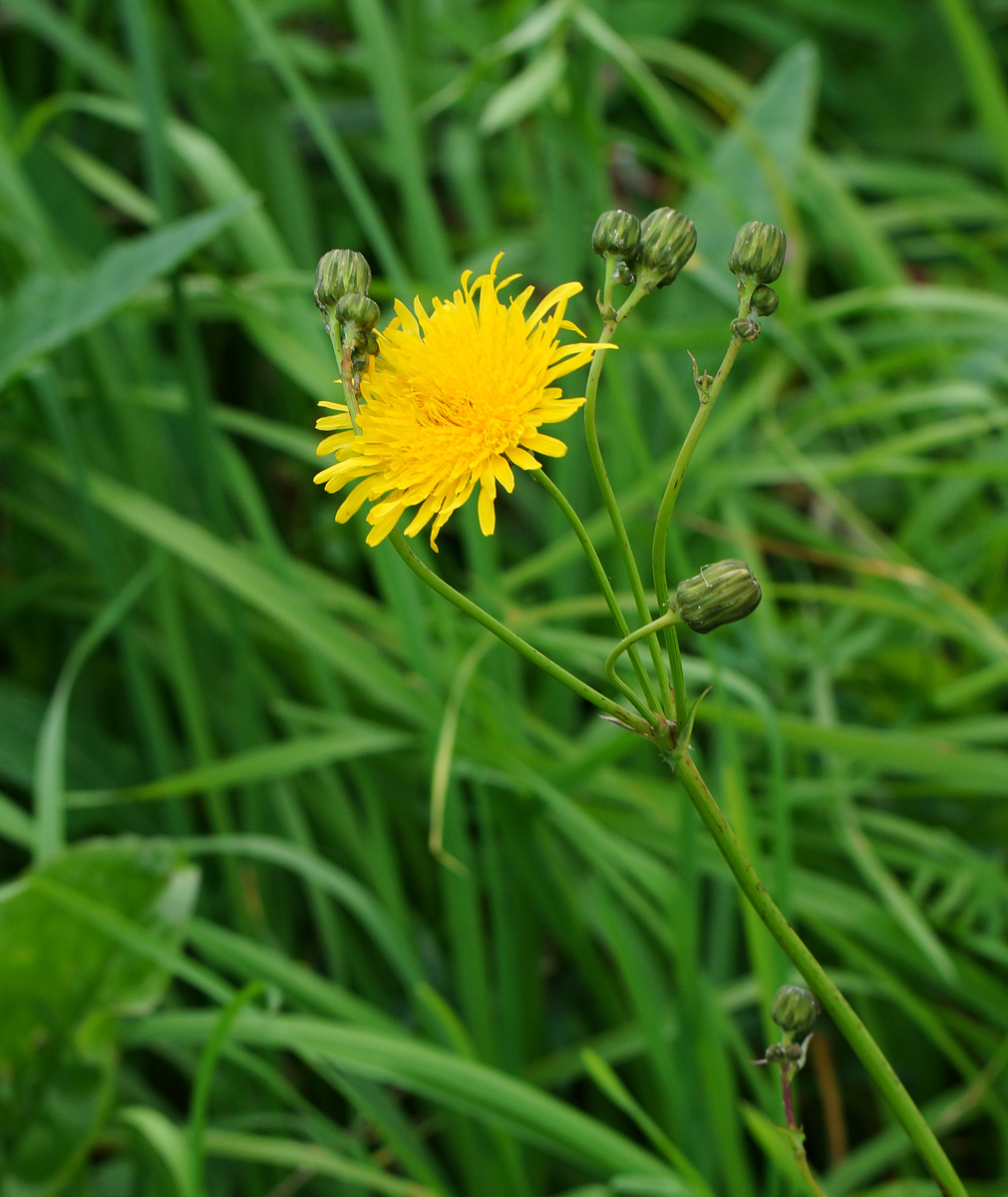 Image of Sonchus arvensis ssp. uliginosus specimen.